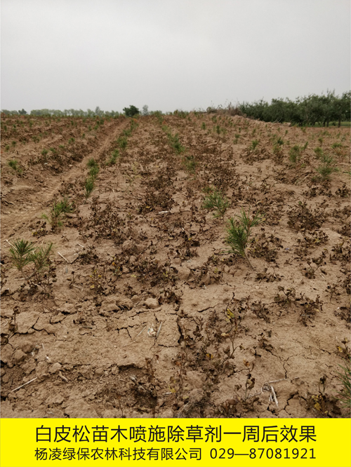 8000����ľ����ʹ�û��W(xu��)���݄�Ч��1